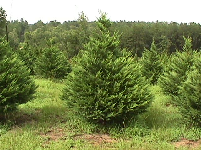 Leyland Cypress Christmas Tree